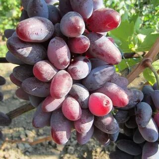 Байконур виноград описание сорта