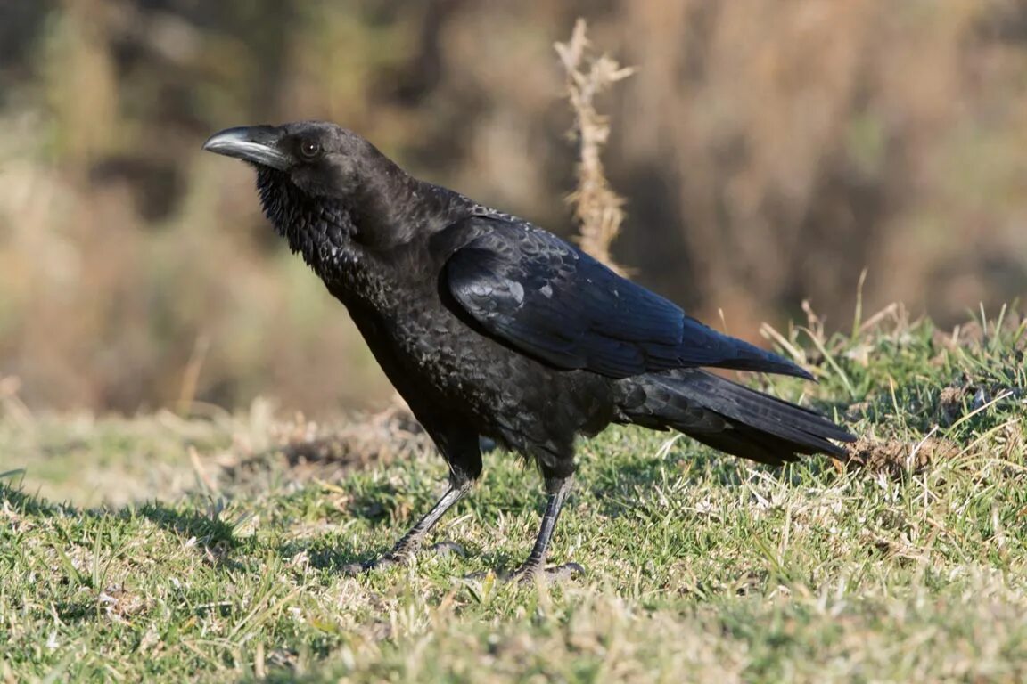 Семейство врановых. Corvus edithae. Вороновые птицы. Вороны врановые.