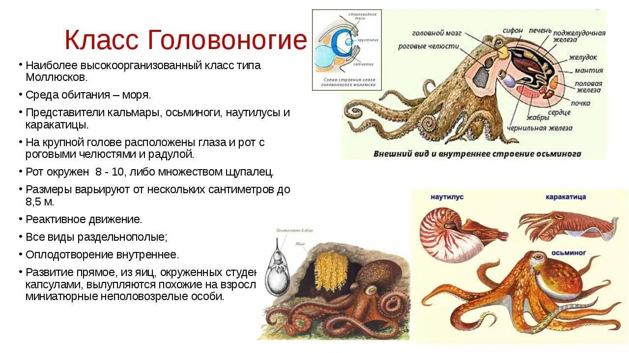 Приведите по три примера животных моллюски. Особенности строения головоногих. Тип моллюски класс головоногие общая характеристика. Характеристик аголвооногих молдсков. Класс головоногие моллюски 7 класс биология.