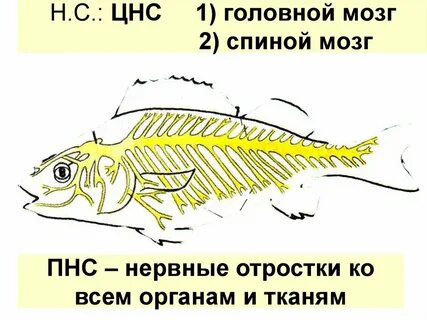 Цнс 1