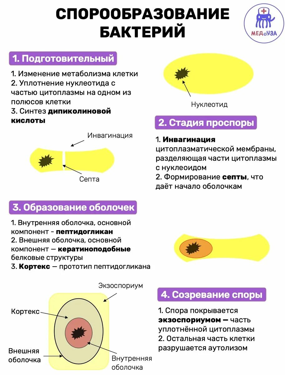 Бактерии образующие споры в неблагоприятных условиях. Образование споры у бактерий микробиология. Процесс спорообразования у бактерий. Стадии образования спор у бактерий. Образование спор у бактерий микробиология.