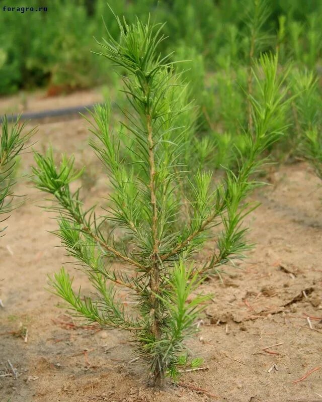 Лиственница маленькая фото. Лиственница сукачева (larix sukaczewii). Маленькие лиственницы. Лиственница маленькая молодая. Маленькие лиственницы.