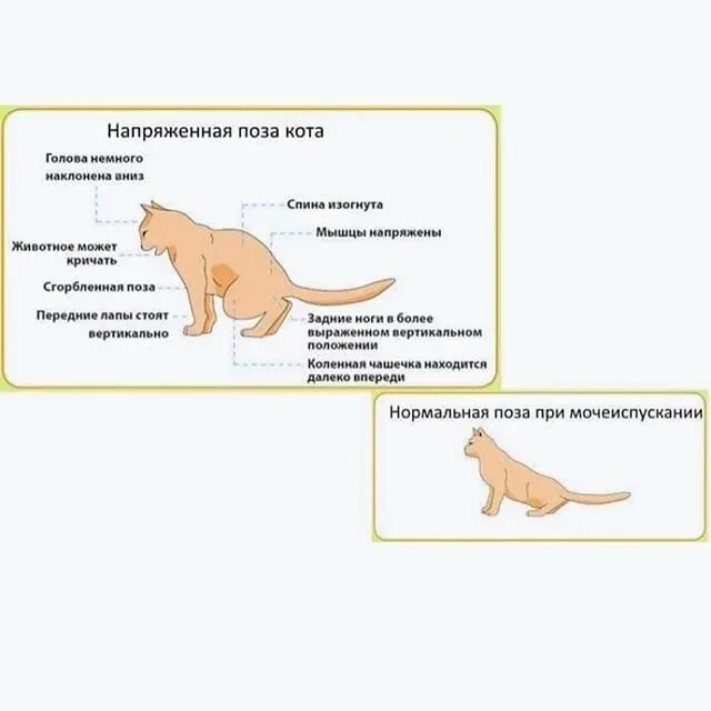 Цистит с кровью у кошки