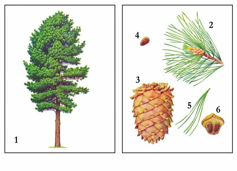 Сосна раскраска для детей. В лесу. Хвойные деревья задания для дошкольников. Задания с соснами. Узнай дерево по шишкам.