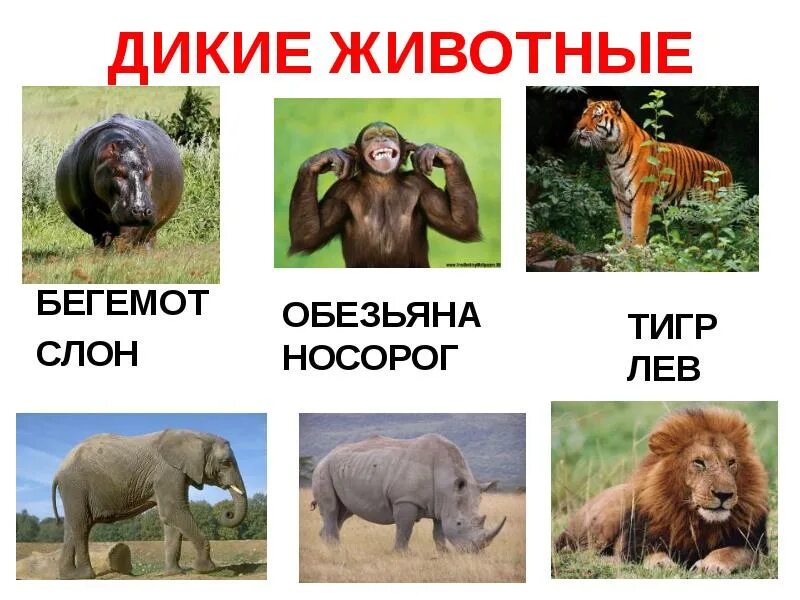 Тигр бегемот носорог слон. Слон и обезьяна. носорог слон бегемот. обезьяна и носорог.