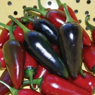 Черный перец сорт