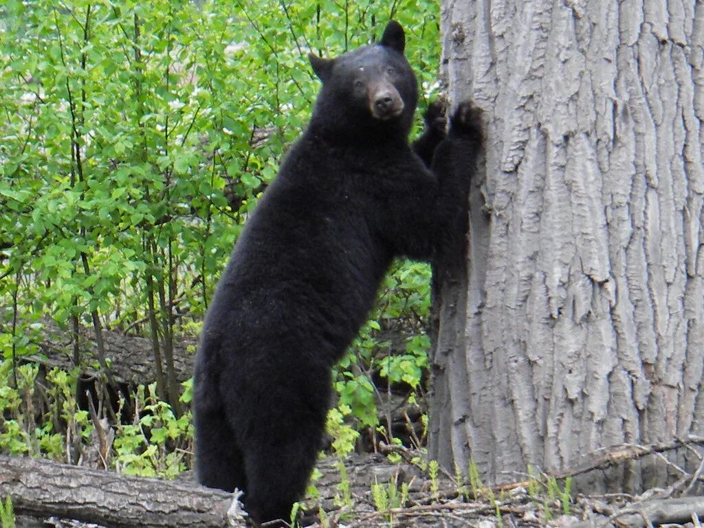 Медведь барибал умеет лазить по деревьям. Барибал медведь. Барибал очковый. Гималайский медведь. Черный медведь.