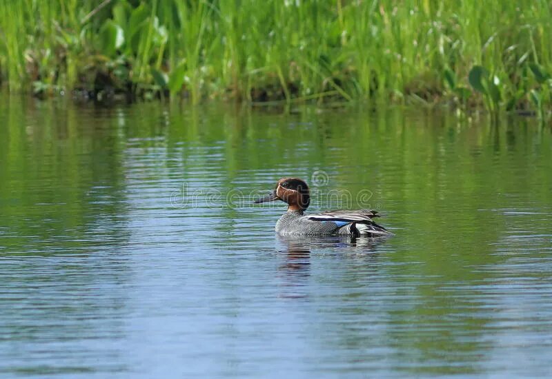 Камыш тростник рогоз озеро. Учебник 3 класс 2 часть русский язык страница. Чуть колыша камыши дремлет озеро в тиши. Небольшое озерко заросло осокой посреди плавала дикая утка. Камыш рогоз осока.