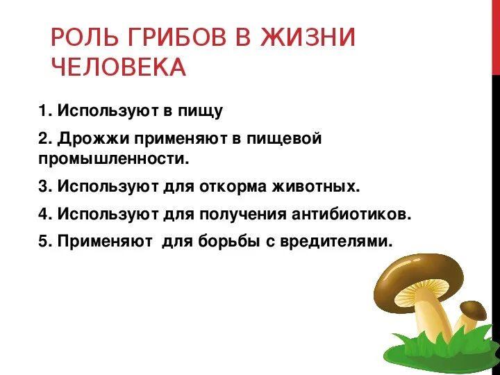 Группы многоклеточных грибов. Общая характеристика многоклеточные грибов. Общая характеристика грибов 7 класс биология. Строение многоклеточных грибов. Роль многоклеточных грибов в природе.