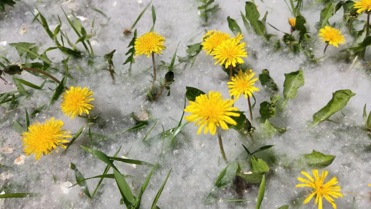 Блистательна полувоздушна смычку волшебному послушна толпою нимф. Тополиные порошицы. Пушинка одуванчика. Семена пух тополя. Летает пух в конце мая.