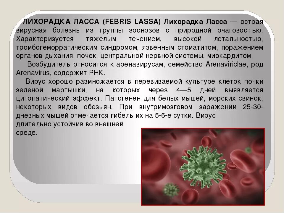 Геморрагическая лихорадка вирус. Геморрагическая лихорадка ласса. лихорадка ласса симптомы.