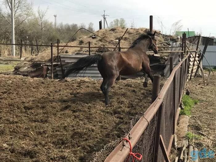 Племенной конный завод Омский. Животные Тюкалинска. Продажа лошадей в Омской области. Купить лошадь в Тюкалинском районе. Продажа лошадей на авито в омской области