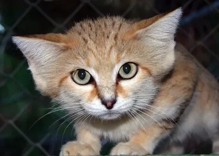 Кошка 7 букв