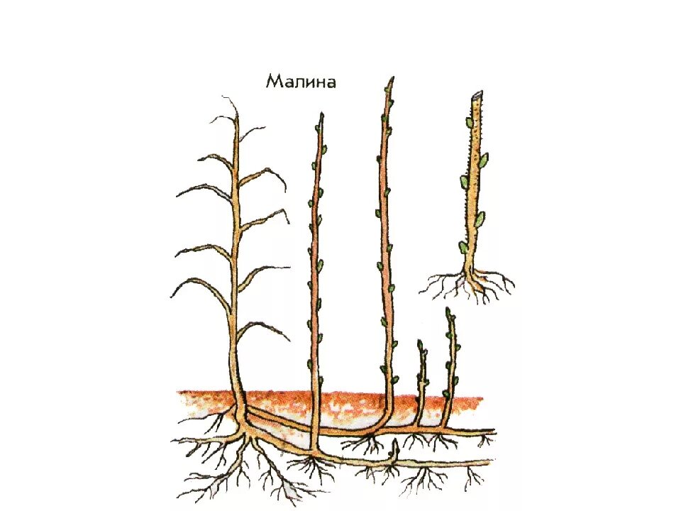 Размножение корневыми побегами. Вегетативное размножение малины. Размножение корневыми отпрысками. Корневые отпрыски малины. Малина обыкновенная размножение.
