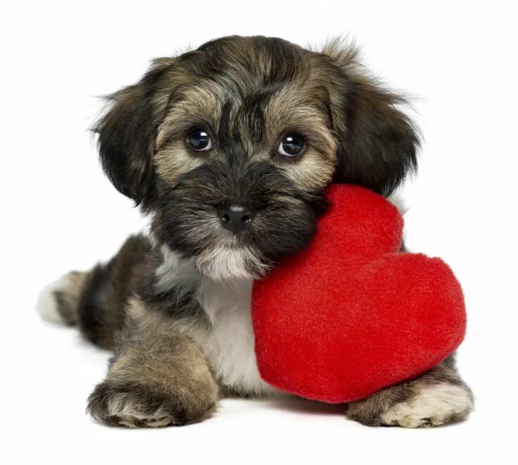 Щенки обнимаются. Милые собачки. Две собачки. Собачку любишь. Собачку любишь.