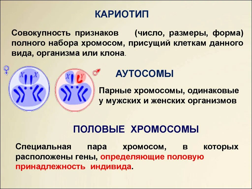 Кто имеет одинаковый набор генов. Кариотип. Кариотип определение генетика. Кариотип это совокупность. Кариотип набор генов в хромосоме.