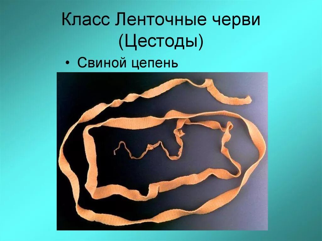 Жизнь ленточного червя. Ленточные черви цестоза. Цестоды — ленточные гельминты.. Ленточный червь бычий цепень.