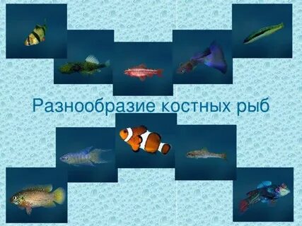 Многообразие рыб в природе и жизни человека
