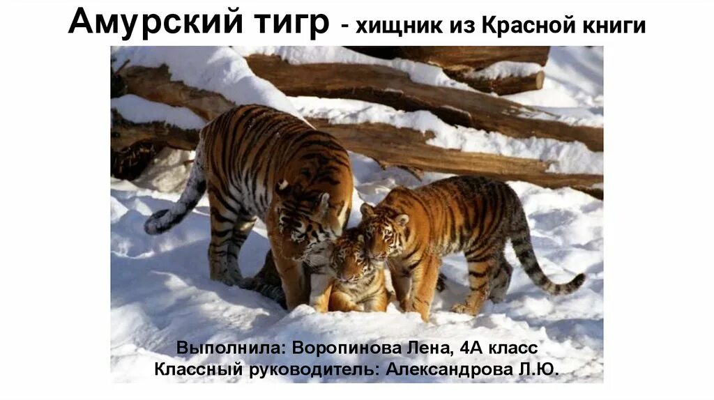 Необходимость сохранения популяции амурского тигра закреплена. Амурский тигр. Уссурийский тигр. Уссурийский тигр презентация. Амурский тигр из красной книги.