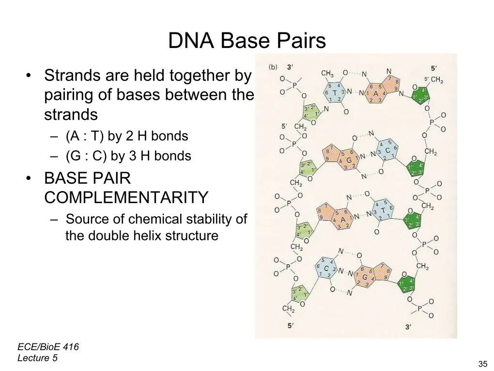 C-base. Base pairs. Dna-based. Водородные связи в днк. Stacking of nucleic bases.
