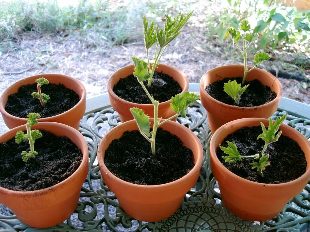 Pelargonium fragrans. Королевская пеларгония черенки. Пеларгония душистая черенкование. Укорененные черенки пеларгонии.