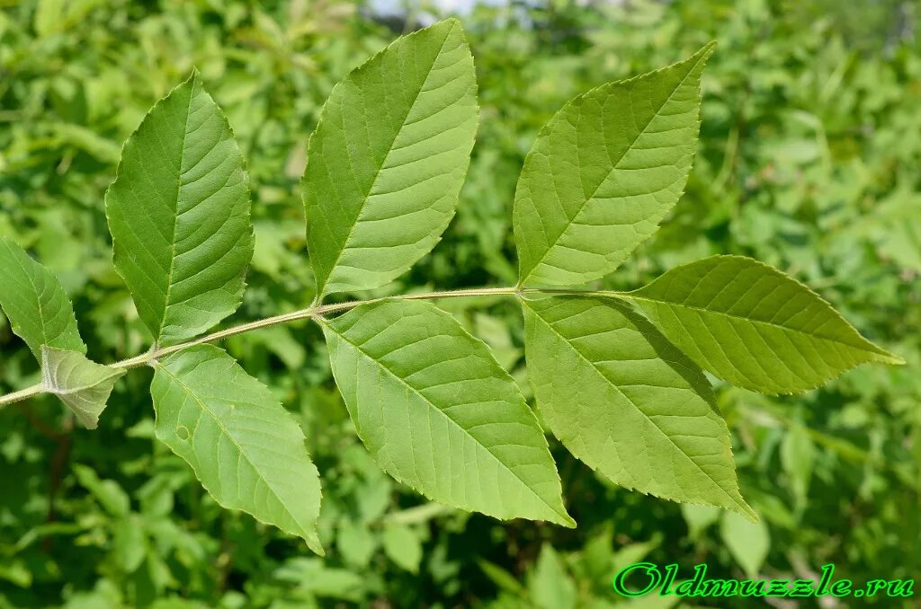 Ясень пенсильванский Fraxinus pennsylvanica. Ясень пенсильванский и обыкновенный. Ясень зеленый Fraxinus lanceolata. Ясень пенсильванский побег. Тин лист