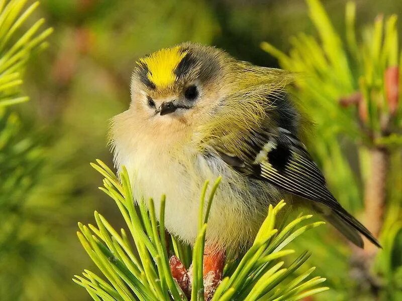 Желтый королек птичка. Желтоголовый королёк птица. Желтоголовый Королек птичка. Желтоголовый королёк Воробьинообразные. Желтоголовый Королек фото птица.