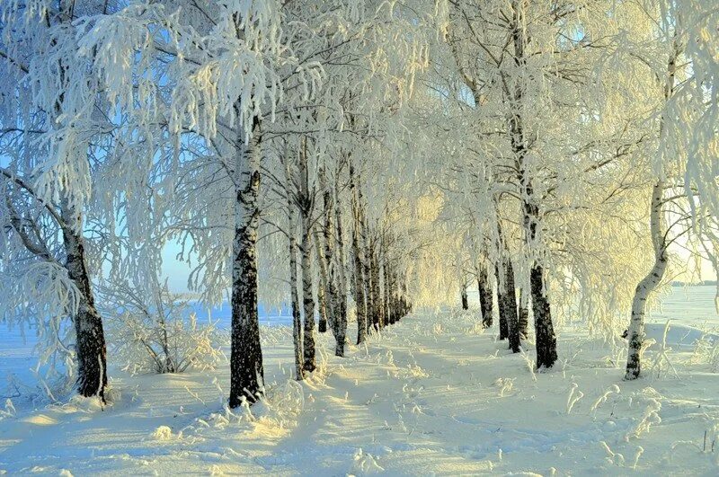 деревья покрылись инеем к чему. иней покрыл деревья. деревья покрылись инеем к чему. пушистымпушистым снегом накрылись деревья,. иней покрыл деревья.