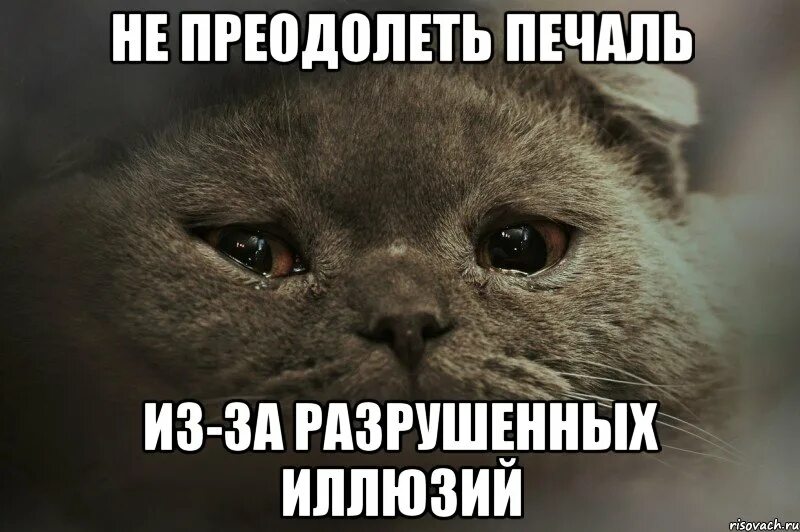 Почему даже не пишешь. Ты мне не пишешь мем. почему не пишешь. мемы с котами. грустит один котик.