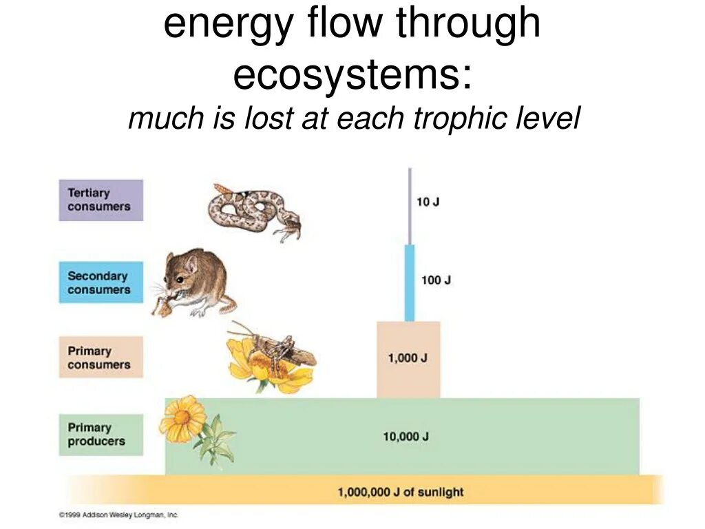 Flow through. The flow of energy through the ecosystem. ecosystem sn 400 l. energy moves through the ecosystem. pathways of energy through an ecosystem.
