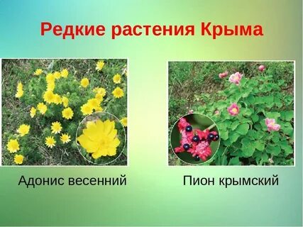 Растения крыма 2 класс