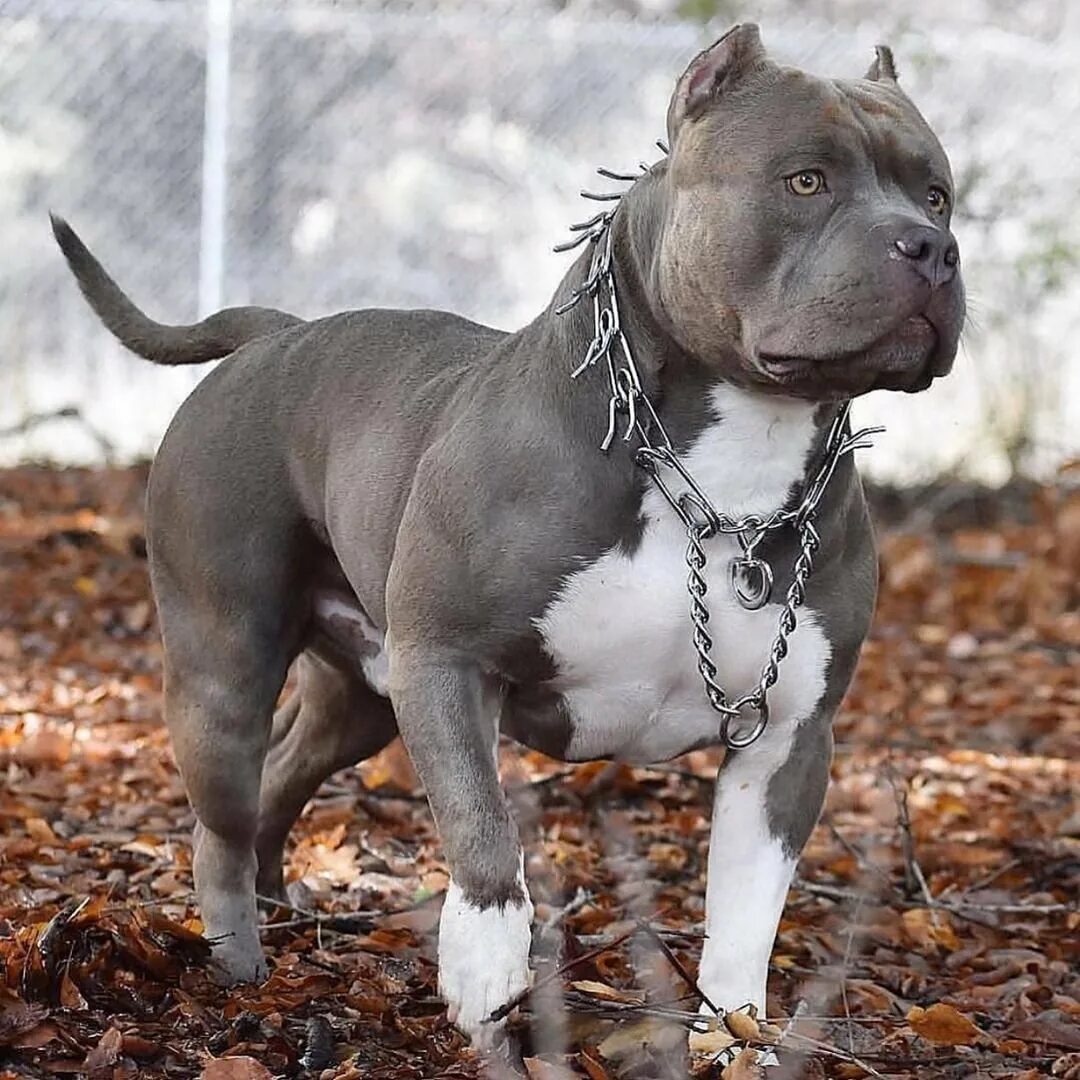 Бойцовский стаффордширский. Стаффордширский терьер тигровый. Стаффордширский терьер амстафф. Стаффордширский терьер булли. Американскийстафоршиский терьер.