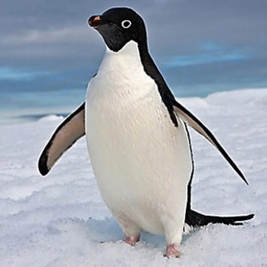Императорский пингвин и королевский пингвин. Самые распространенные пингвины в антарктиде. Самый распространенный вид пингвинов в антарктиде. Антарктида материк пингвины. Королевский пингвин в антарктиде.