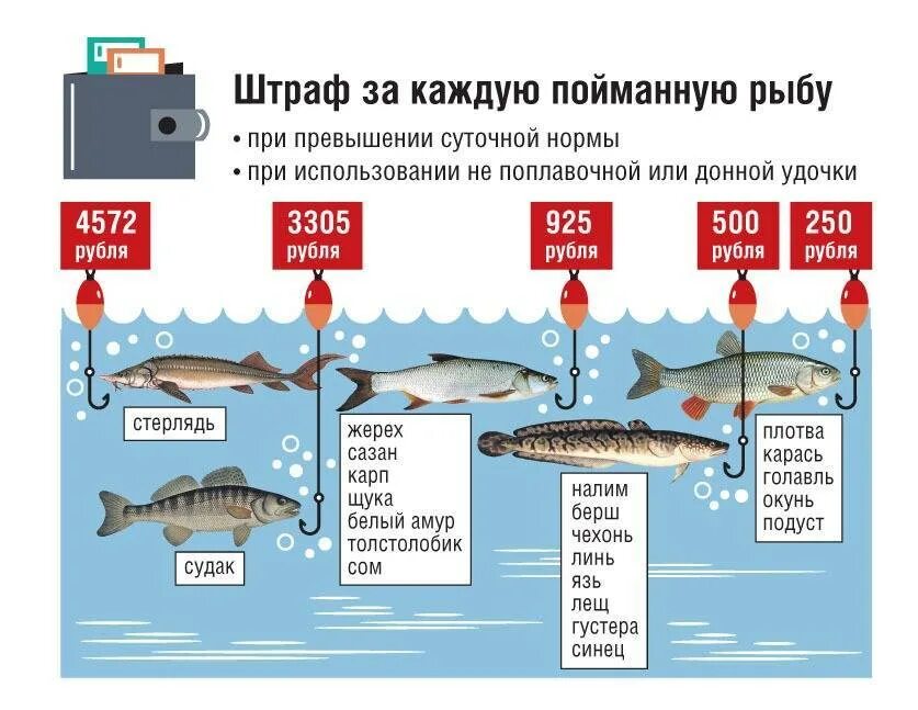 С какого числа ловлю щуки