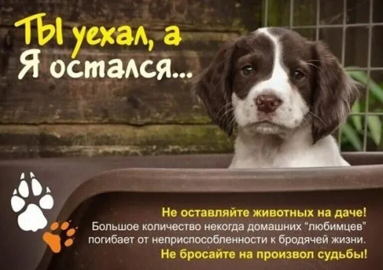 Тула помощь бездомным животным