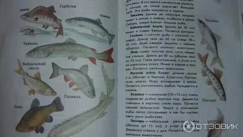 Звезды атлас определитель 3 класс окружающий мир