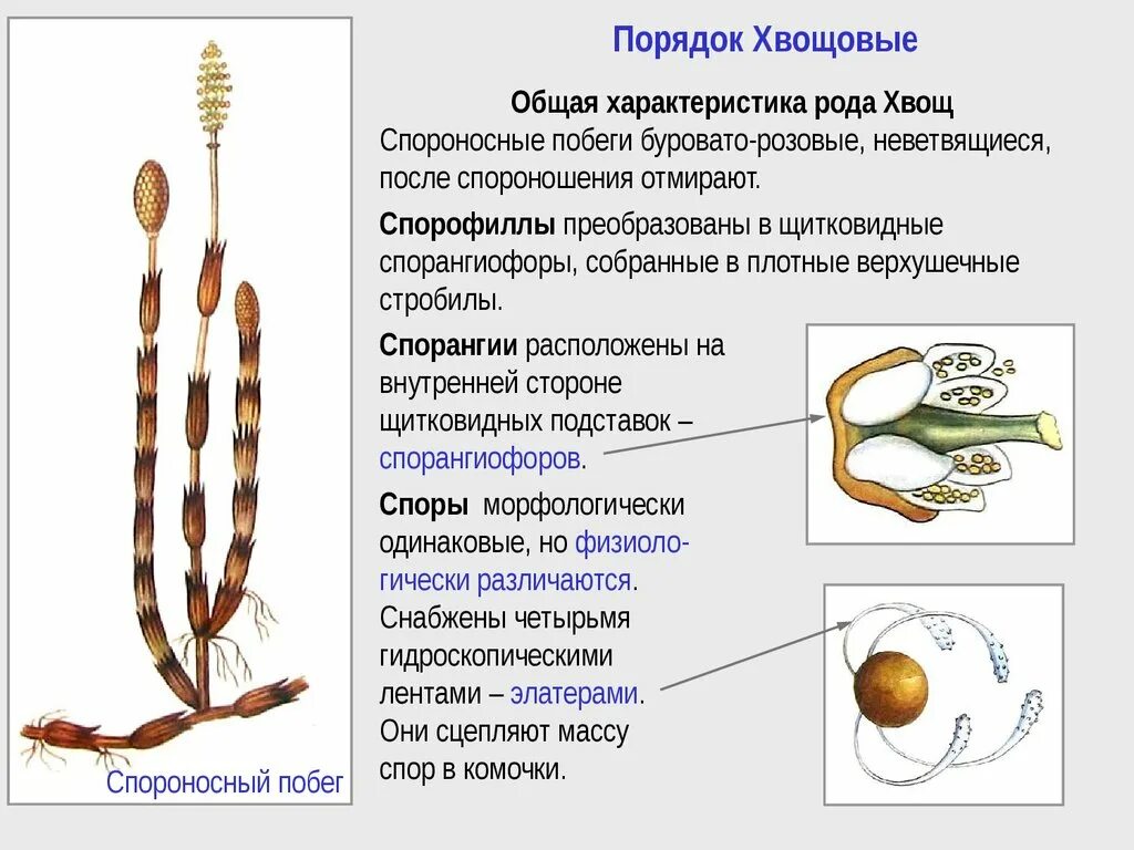 Хвощ спермий. Отдел Плауновидные отдел Хвощевидные отдел. Строение спорангиофора хвоща. Характеристика отдела Хвощевидные. Подотдел Хвощевидные.