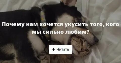Любовь кусать людей