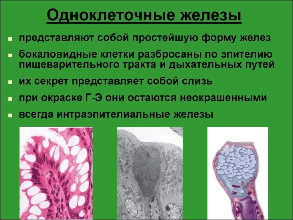 Скопление клеток железистого эпителия. Одноклеточный железистый эпителий. бокаловидные клетки эпителия. одноклеточные железы бокаловидные. одноклеточные бокаловидные клетки.