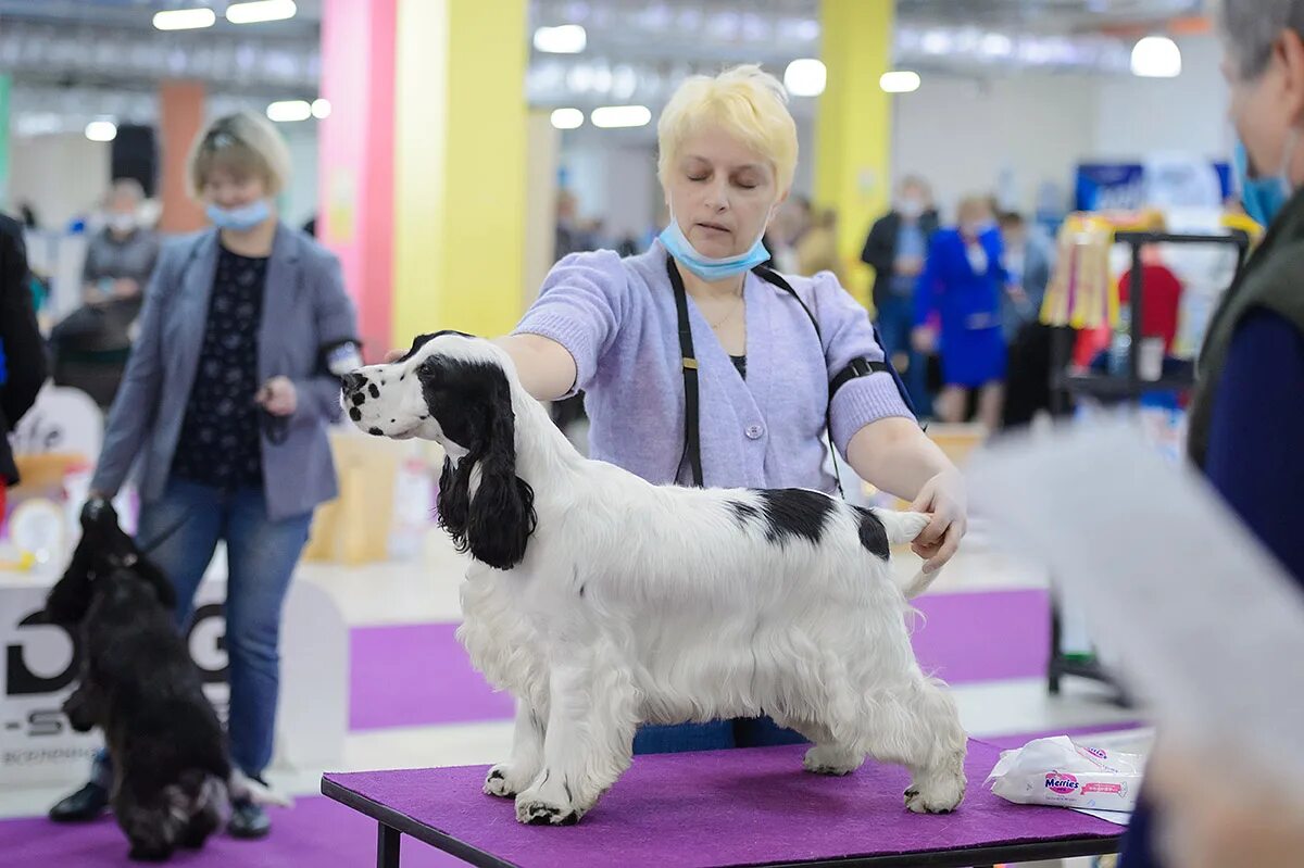 Выставочный груминг. Выстовочныгруминг. Груминг выставки. Выставка грумер.