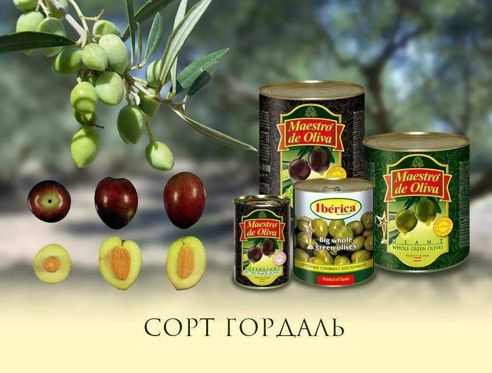 Значение слова оливки. Сорта оливок. Оливки и маслины разница. Размер оливок. Оливки от маслин.