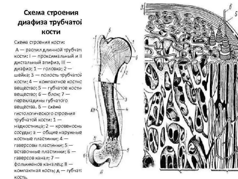 На рисунке изображено строение кости. Строение трубчатой кости гистология. Схема строения трубчатой кости гистология. Строение диафиза трубчатой кости таблица. Строение диафиза трубчатой кости схема.