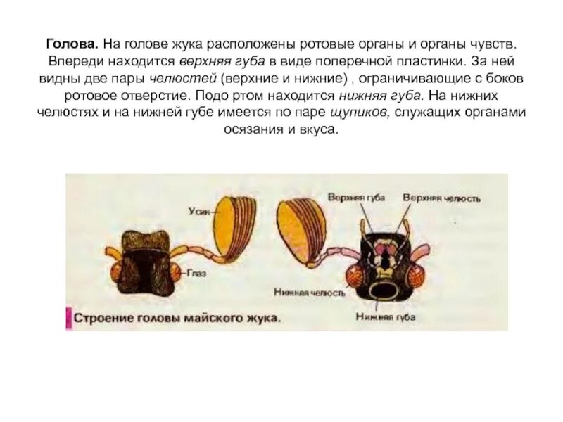 Сколько отделов у насекомых - Вопросы и ответы