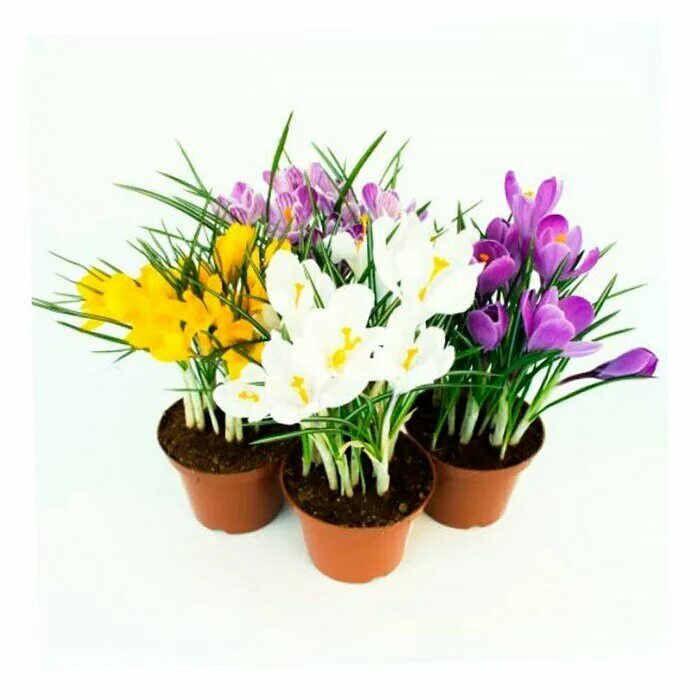 8 в горшочке