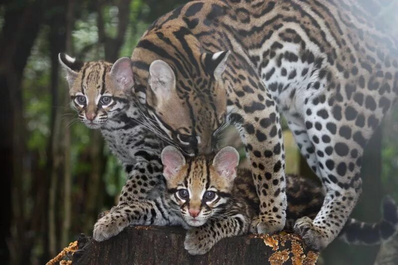 Оцелот цена. Дымчатый леопард и Оцелот. Леопардовая кошка Оцелот. Оцелот, онцилла, Маргай. Оцелот Южная Америка.