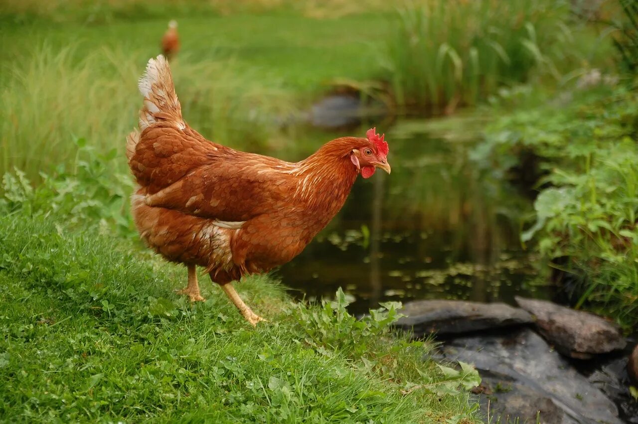 Red chickens