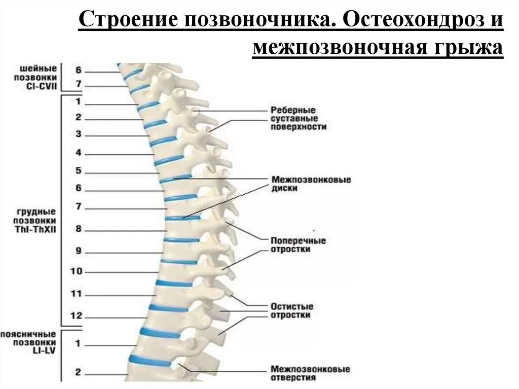 Строение позвоночника по отделам человека с расшифровкой. Строение позвоночника. Позвоночник анатомия. Структура позвоночника. Правильное строение позвоночника.