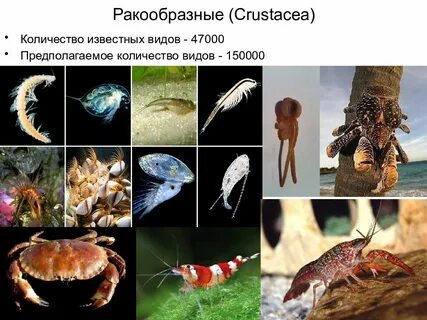 Низшие беспозвоночные