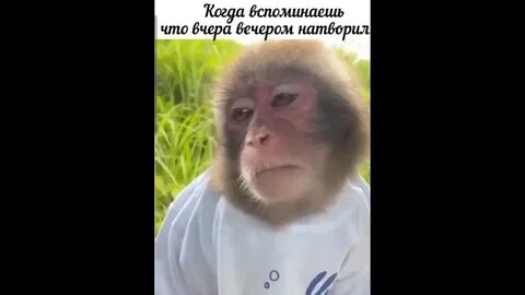 Приходить обезьяна