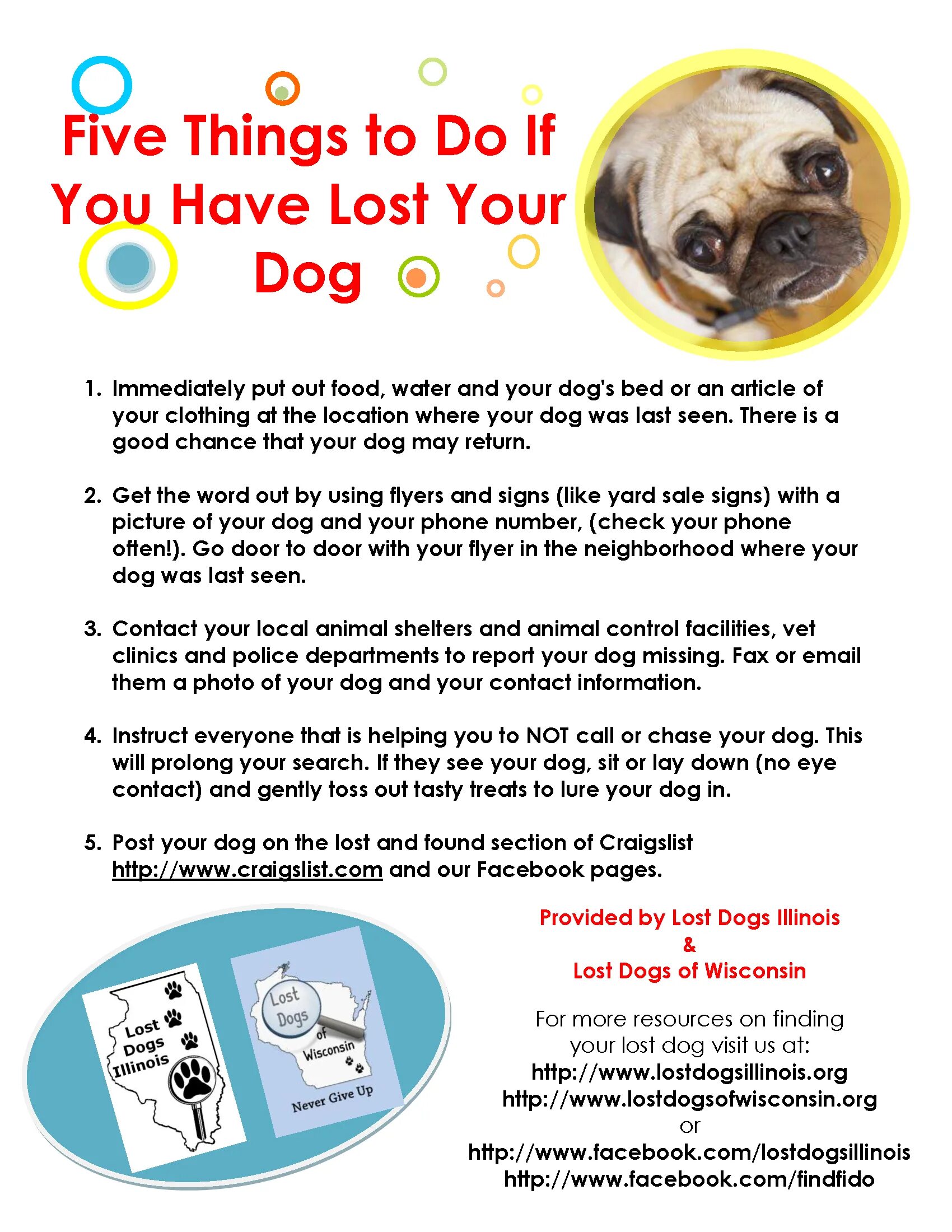 I just lost my dog. My dog текст. the lost dog. текст my dog 3 класс. you should visit your dog to the vet перевод.